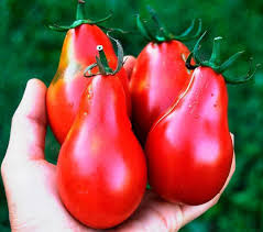 Red Grushovka Tomato Seeds for Planting