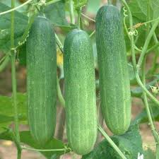 Dark Green Cucumber Seeds for Planting - Premium Vegetable Seeds
