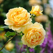 Dark Yellow Climbing Rose Seeds Low Maintenance Heirloom NonGMO Organic Garden Seeds for Planting
Sale