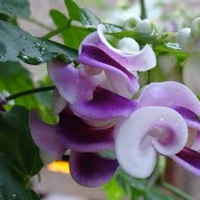 Vigna Caracalla Flower Seeds For Planting