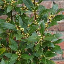 Laurus Nobilis Seeds for Planting Green Bay Laurel Plant