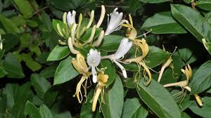 Honeysuckle Lonicera Seeds for Planting - Vibrant Flowering Plant Heirloom Non-GMO Seeds