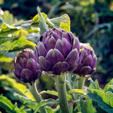 Purple Artichoke Vegetable Seeds for Planting