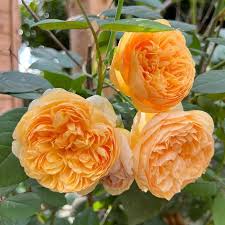 Dark Yellow Climbing Rose Seeds Low Maintenance Heirloom NonGMO Organic Garden Seeds for Planting
Sale