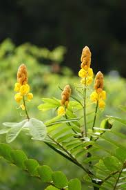 Yellow Candlestick Flower Seeds Planting