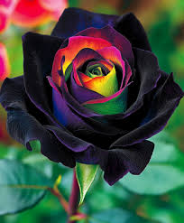 Black MulColor Rose Flower Seeds for Planting Cottage Garden Essential Heirloom & GMO Free Seeds for Home Garden
Sale