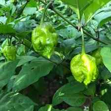 Carolina Reaper Chili Seeds for Planting
