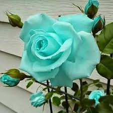 Sea Green Rose Flower Planting - Seeds for Exquisite Blossoms in Your Garden