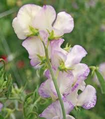 White Purple Sweet Pea Flower Seeds Fragrant Blossoms Heirloom NonGMO Organic Garden Seeds for Planting
Sale