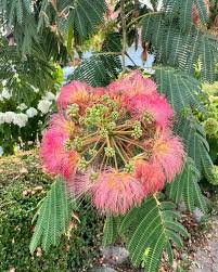 Cream Albizia Flower Seeds for Planting Hardy Variety Heirloom & GMO Free Seeds for Home Garden
Sale