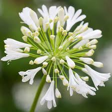 White Agapanthus Flower Seeds for Planting - Stunning Perennial Blooms