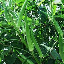 Clemson Okra Seeds for Planting Premium Quality