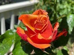 Orange Rainbow Potted Rose Flower Seeds for Planting Vibrant Colors Heirloom & GMO Free Seeds for Home Garden
Sale