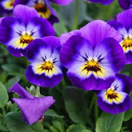 Viola Germania Flower Planting Seeds - Mixed Variety