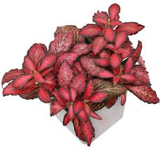 Red Fittonia Verschaffeltii Flower seeds for Planting - Easy to Grow, Heirloom & GMO Free Seeds for Home Garden
Sale