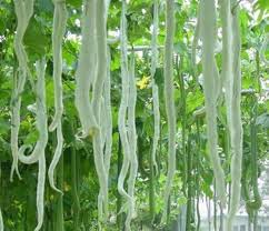 Green Serpent Gourd Vegetable Planting Seeds