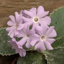 Yellow Pink Marginata Flower Seeds Planting