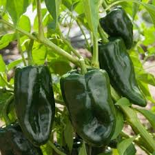 Green Ancho Poblano Vegetable Planting Seeds
