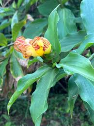 Insulin Plant Seeds for Easy Planting