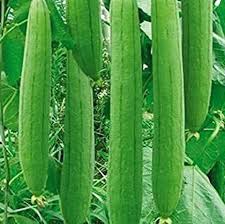 Towel Gourd Vegetable Seeds