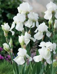 White Germanica Flower Seeds for Planting - Elegant Blooms for Your Garden Heirloom Non-GMO Seeds