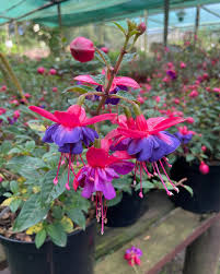 Light Blue Pink Fuchsia Flower Seeds for Planting Pollinator Friendly Heirloom & GMO Free Seeds for Home Garden
Sale