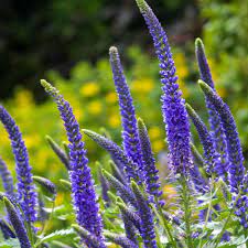 Veronica Flower seeds for Planting - Shade Tolerant, Heirloom & GMO Free Seeds for Home Garden
Sale for planting in home garden.