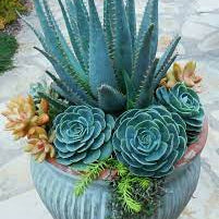 Blue Maguey Aloe Flower seeds for Planting - Easy to Grow, Heirloom & GMO Free Seeds for Home Garden
Sale seeds for home garden