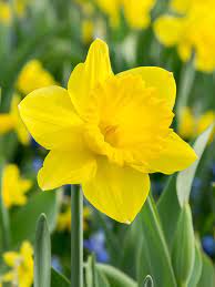Thick Yellow Narcissus Flower seeds for Planting - Cottage Garden Essential, Heirloom & GMO Free Seeds for Home Garden
Sale seeds for home garden