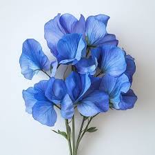 Deep Blue Sweet Pea Flower Seeds for Planting – Heirloom NonGMO High Germination Organic Garden Seeds for SunLoving Blooms
Sale