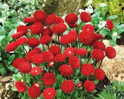 Fresh Blooming Flower Seeds blooming in flower beds, containers, borders, and pollinator-friendly gardens