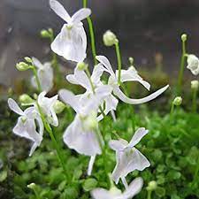 Utricularia Sandersonii Flower Seeds – Heirloom Non-GMO Hardy Blooms for Home & Garden Planting
Sale seeds for home garden