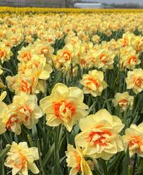 Light Yellow Daffodil Flower seeds blooming in flower beds, containers, borders, and pollinator-friendly gardens