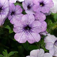 Light Blue Petunia Flower seeds for Planting Easy to Grow Heirloom & GMO Free Seeds for Home Garden
Sale for planting in home garden