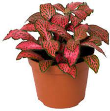 Fittonia Plant Seeds For Easy Planting