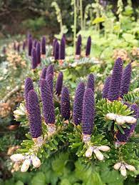 Purple Korean Fir Seeds | Perfect For Planting Plant Seeds