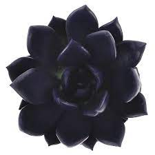 Black Sedum Succulent Seeds For Planting Plant Seeds