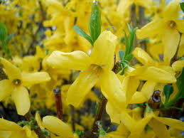 Forsythia Yellow Flower Seeds for Planting - Vibrant Spring Blooms - Evergrowseeds