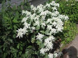 White Euphorbia Marginata for Beautiful Landscaping - Seeds for Vibrant Greenery