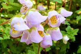 Violet Calceolaria Flower Seeds for Planting Cottage Garden Essential Heirloom & GMO Free Seeds for Home Garden
Sale
