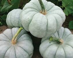 Gray Triamble Pumpkin Seeds for Planting