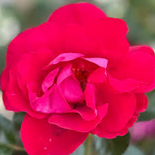 Pink Mix Ruby Rose Flower Seeds for Planting Bright Blooms Heirloom & GMO Free Seeds for Home Garden
Sale