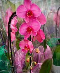 Green Pink Phalaenopsis Orchid Flower Seed for Plantings for Planting for Garden Vibrant Colors Heirloom & GMO Free Seed
