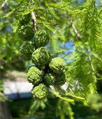 Green Metasequoia Tree Seeds for Planting