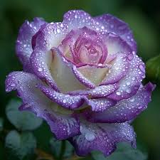 Rose Seeds for Planting Create a Beautiful Rose Garden Heirloom Non-GMO Seeds