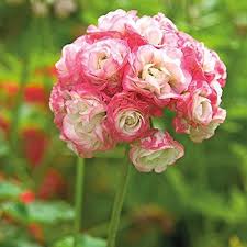 White Pink Geranium Flower Seeds for Planting Seed for Beautiful Blooms