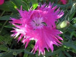 Pink Dianthus Superbus Planting Seeds Perfect for Gardens
