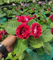 Sinningia Gloxinia Flower Seeds for Vibrant Indoor and Outdoor Blooms