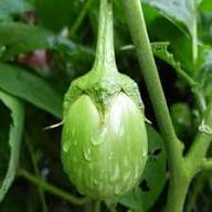 Green Eggplant Vegetable Seeds for Garden Planting