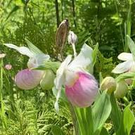 Lady's Slipper Flower Seeds for Planting Premium Quality Perennial Seeds